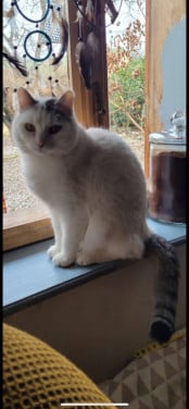 Katten/hond