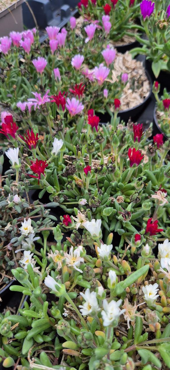 Tuinplanten bio gekweekt