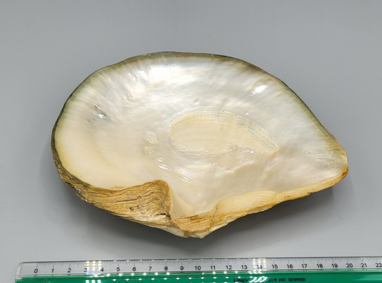 Een Grote Decoratieve Schelp Met Parelmoer in Reliëf