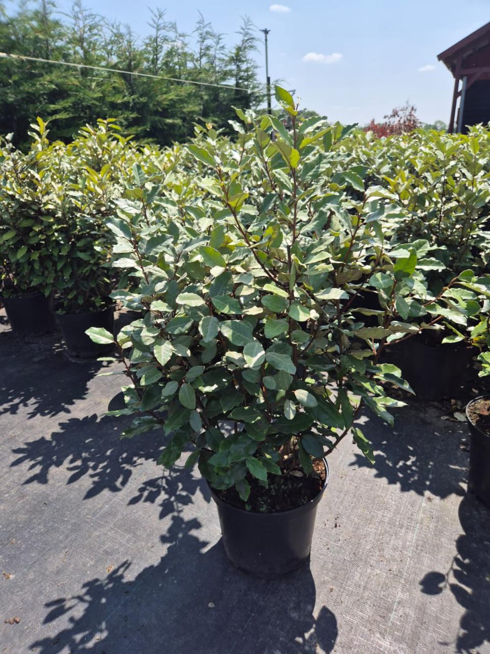 Olijfwilg compacta haagplanten 60-80 cm potgekweekt