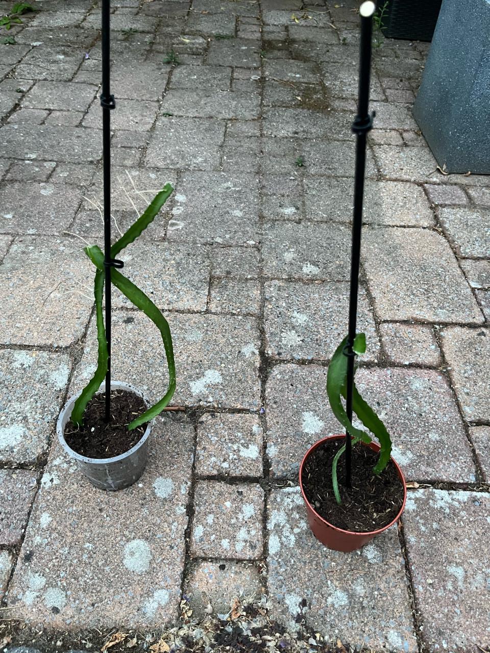 Gewortelde Gele Dragon Fruit (Pitaya) Cactus 30-40cm met pot