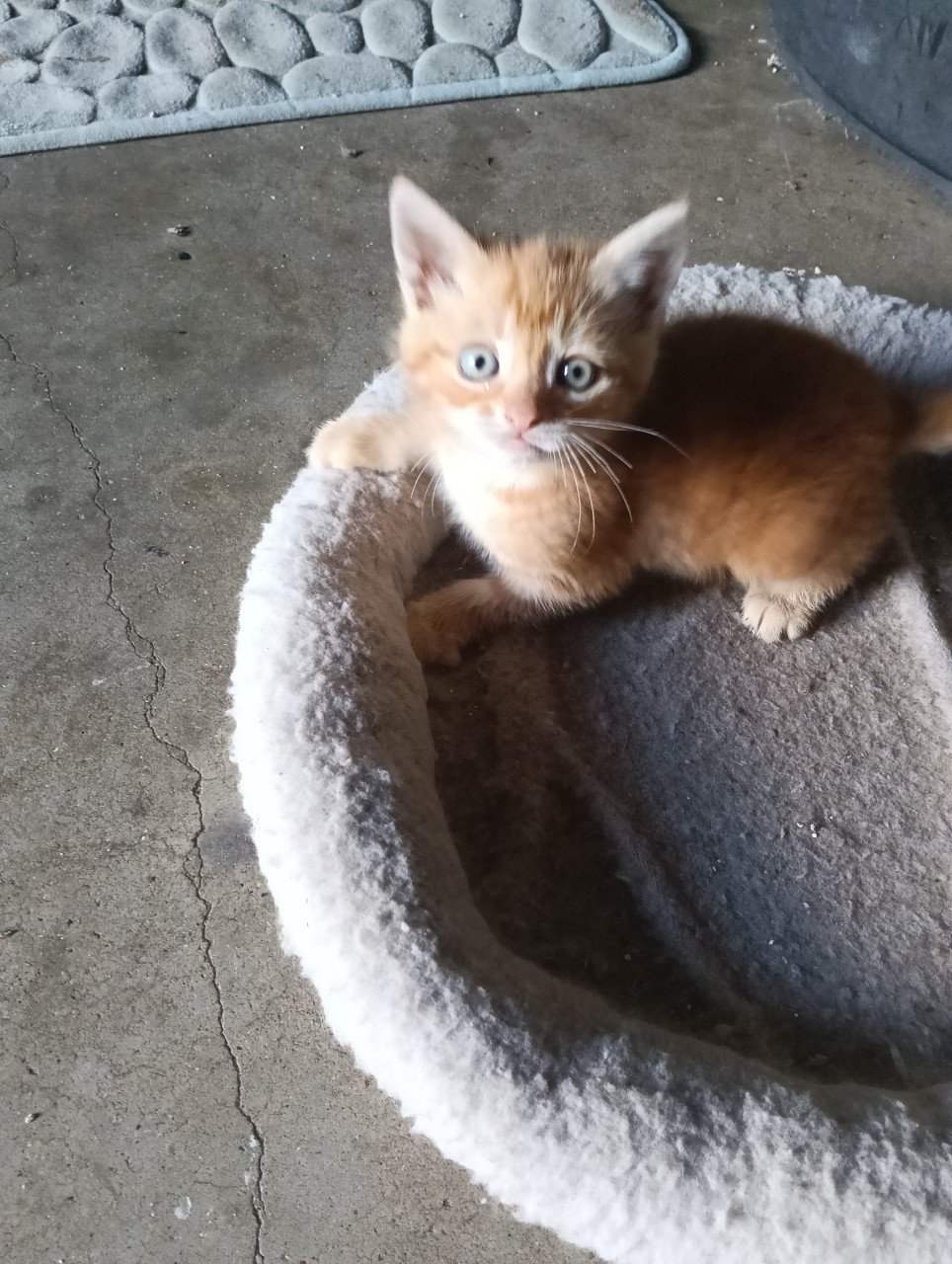 Jonge katjes