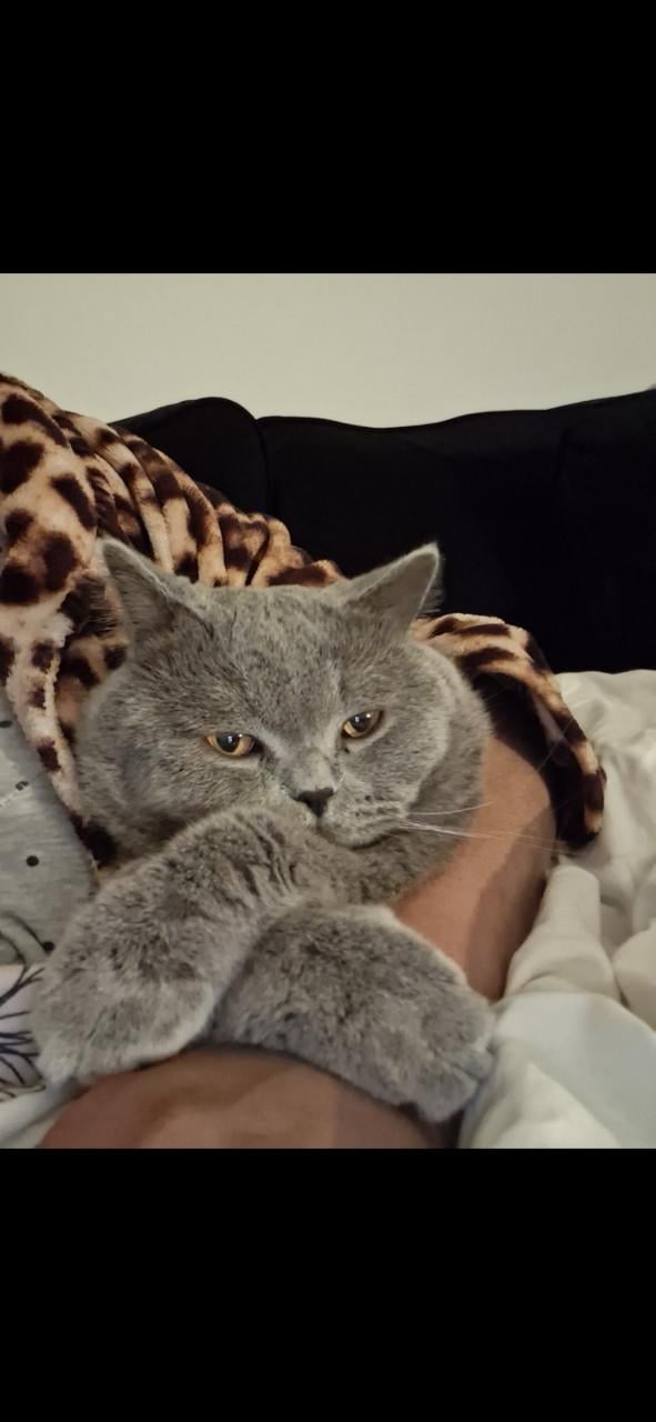 Vermist Katter