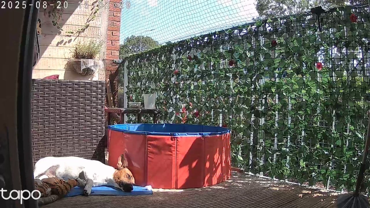 Jack Russel Zoekt nieuw huisje