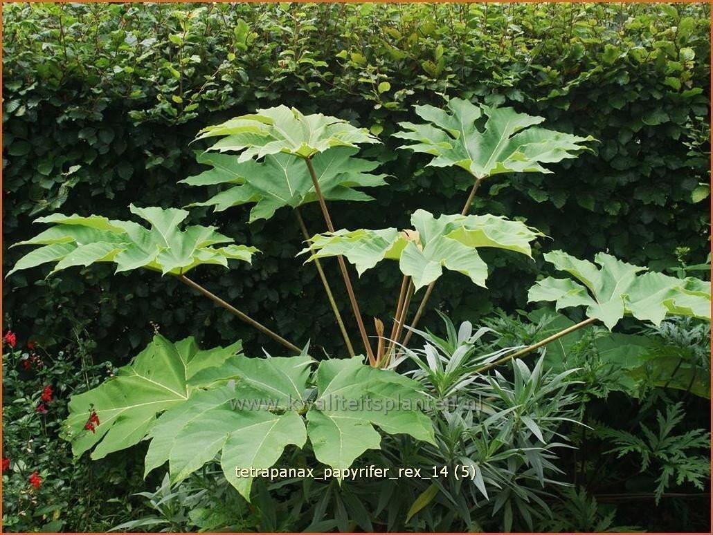 Geweldige zeldzame tuinplant