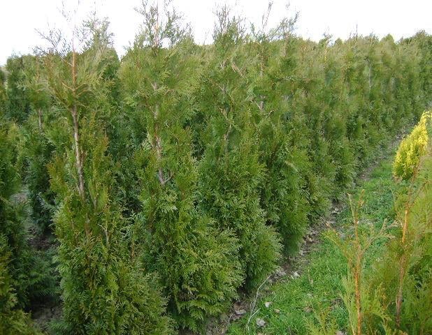 Thuja haag coniferen