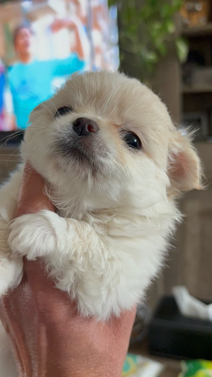 Chihuahua puppies