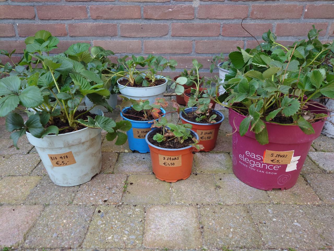 Div. aardbeienplanten te koop! (Ook bio!)