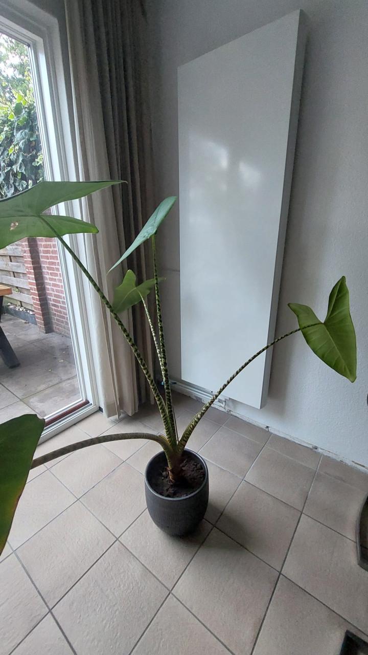Plant Alocasia Zebrina "olifantoor"