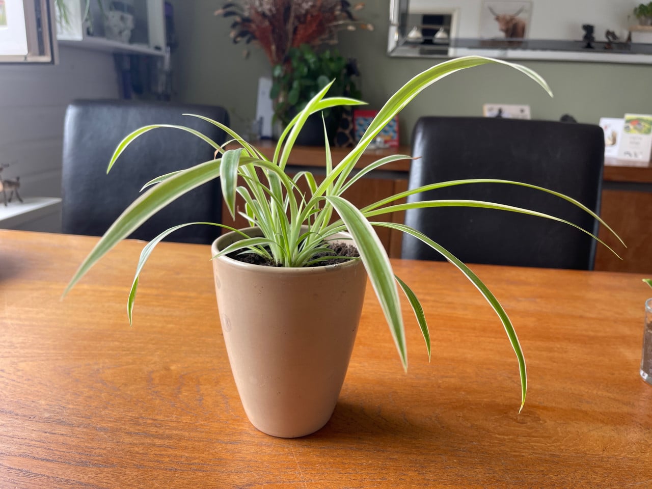 Graslelie plantjes