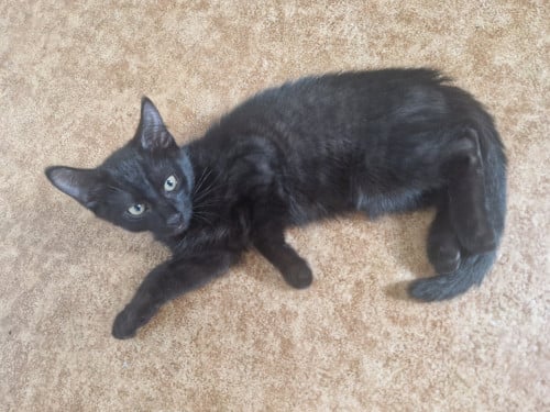 Kitten / Gratis