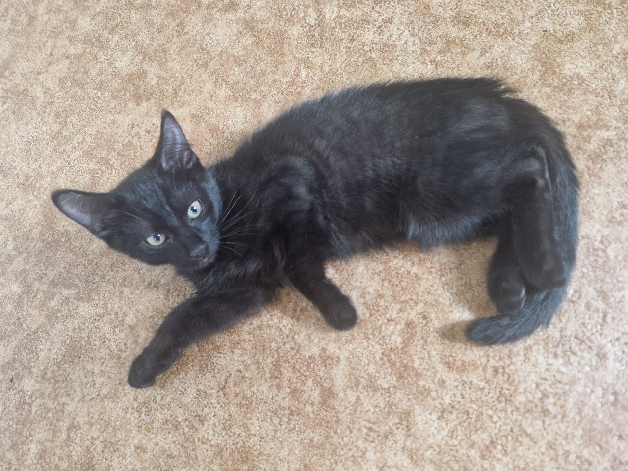 Kitten / Gratis