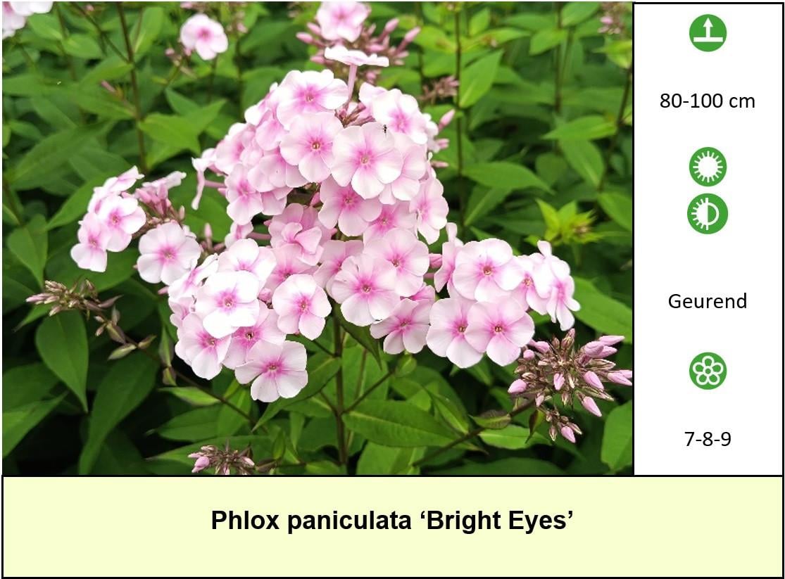 Mooie bijen,- en vlinderplanten in ons kraampje voor € 1,25 s/st. ++ TIP ++