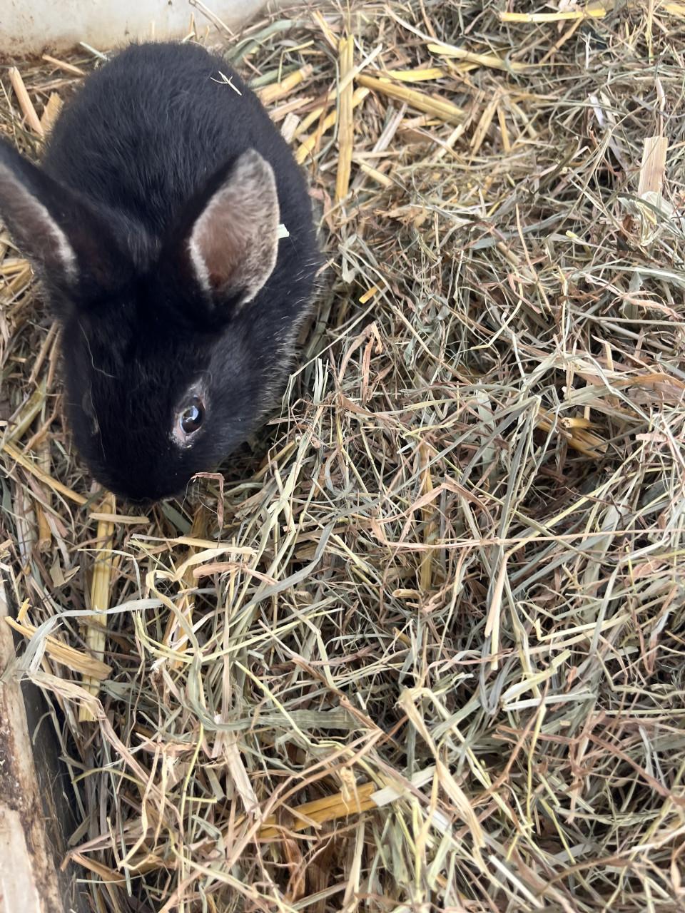 Konijnhok plus konijn