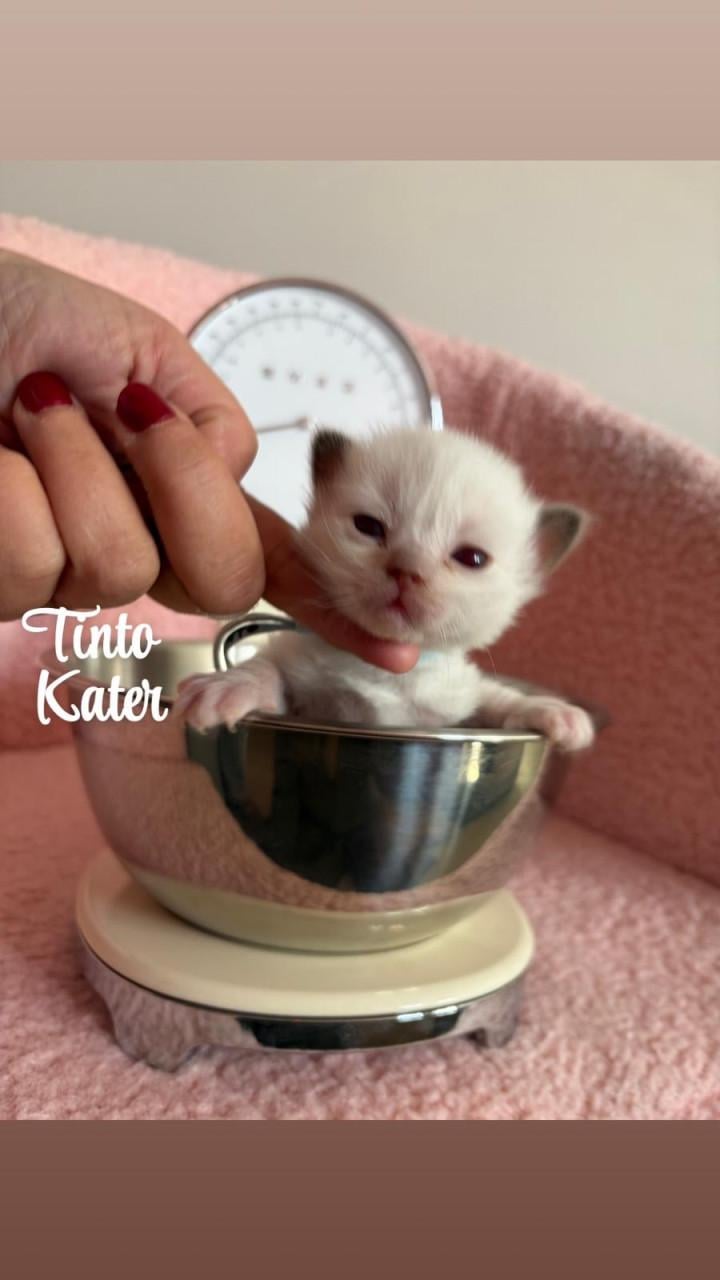 Ragdoll kittens MET stamboom VAN ORANJE Parels Ragdoll Cattery