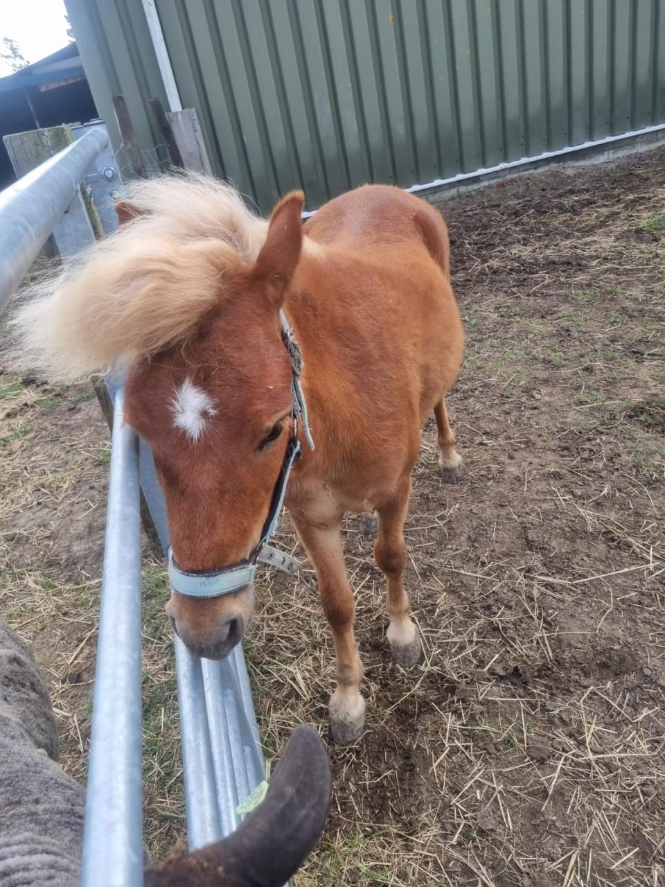 Te koop: shetland ponny