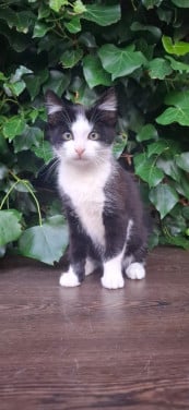 Kittens en/of mamapoes