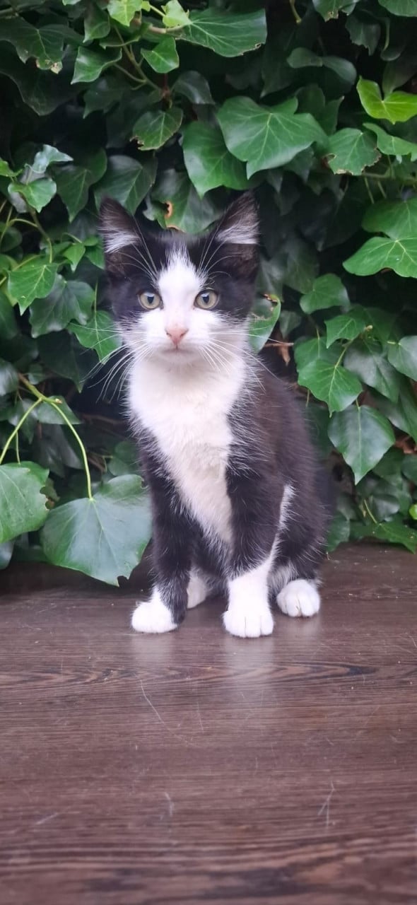 Kittens en/of mamapoes