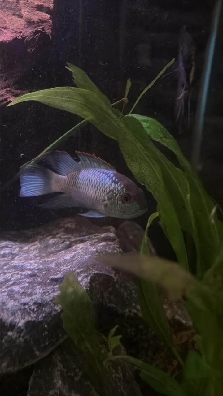 Aquariumvissen divers