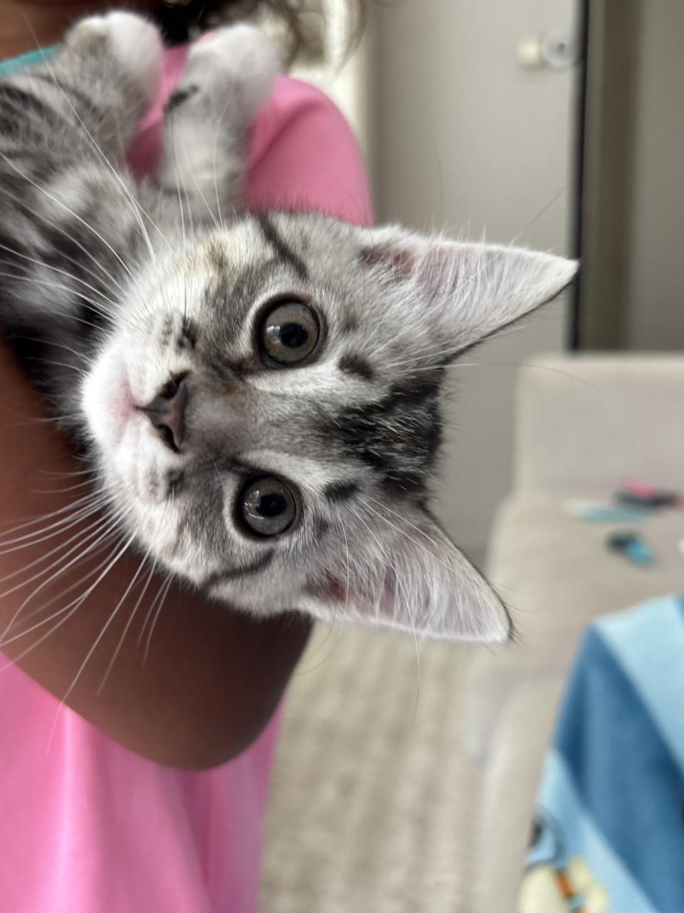 3 lieve kittens