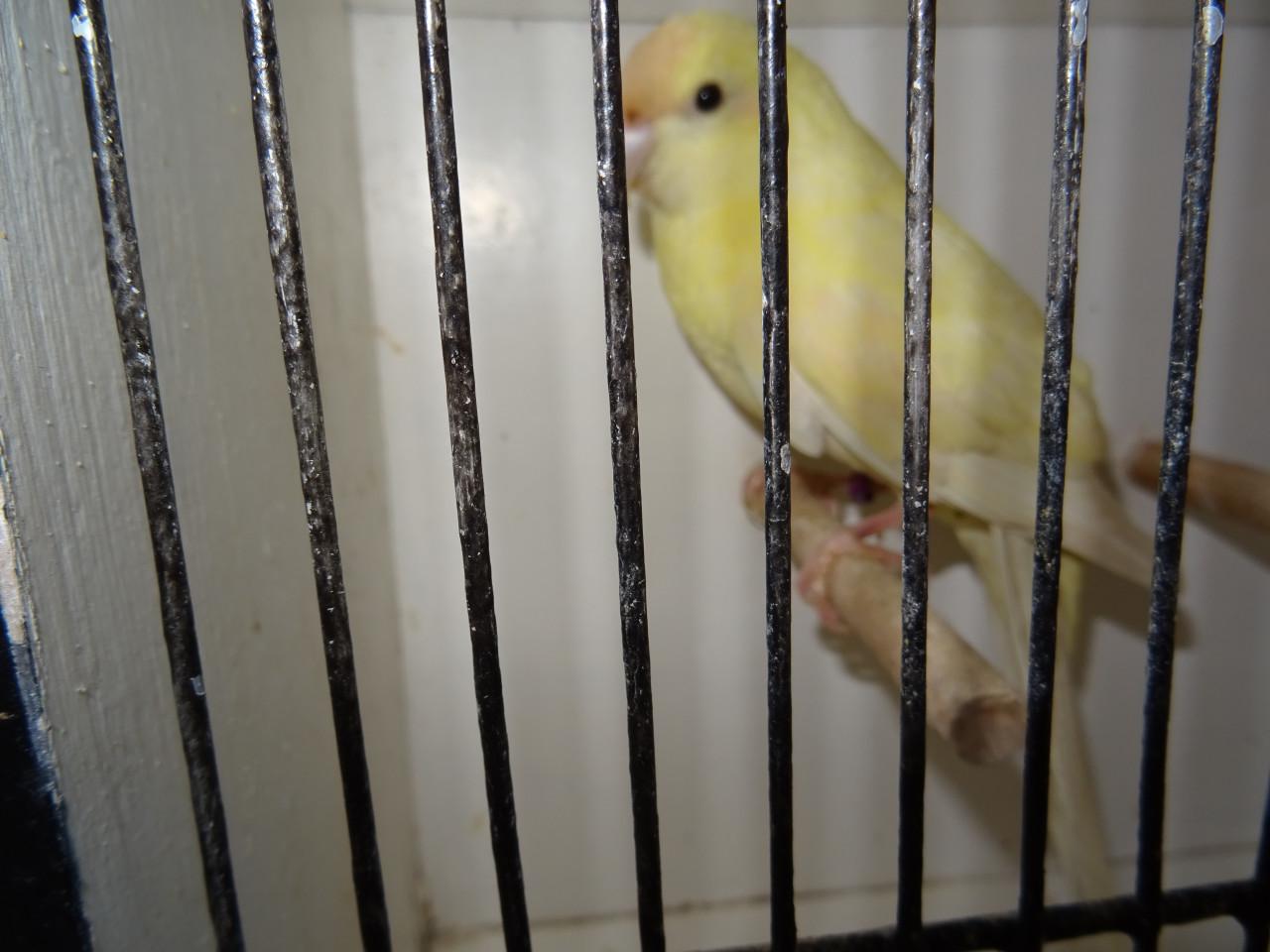 Te koop kakariki man broedrijp  vanillekleur geen wit !