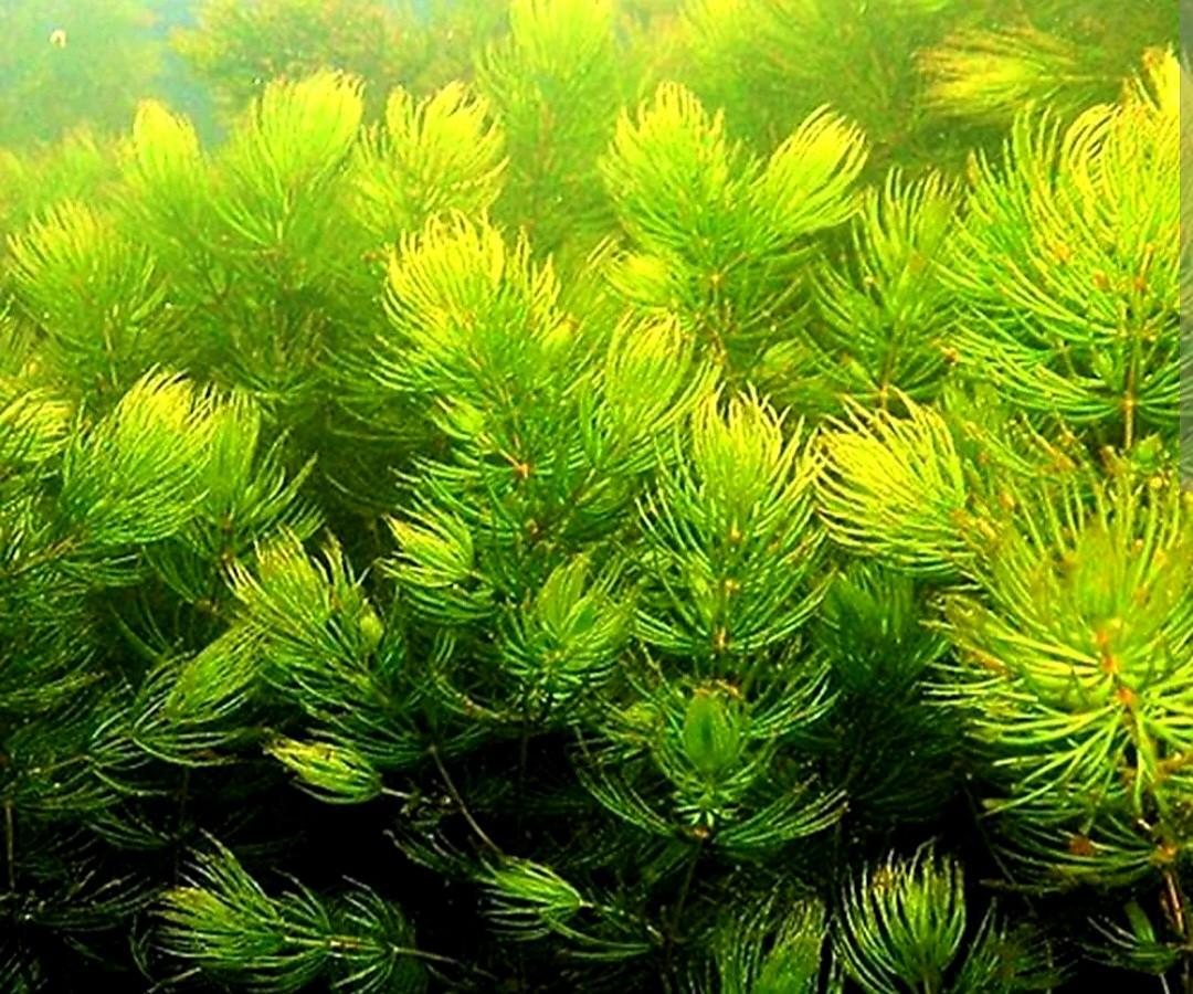 Aquarium planten hoornblad