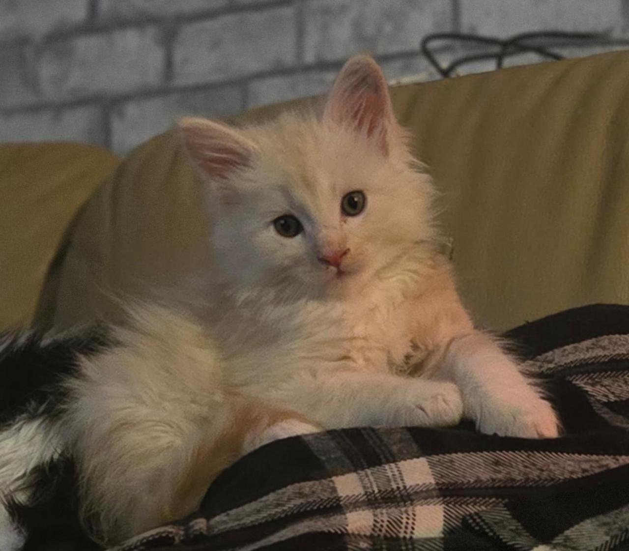 Mega mooie maine coon kittens met stamboom