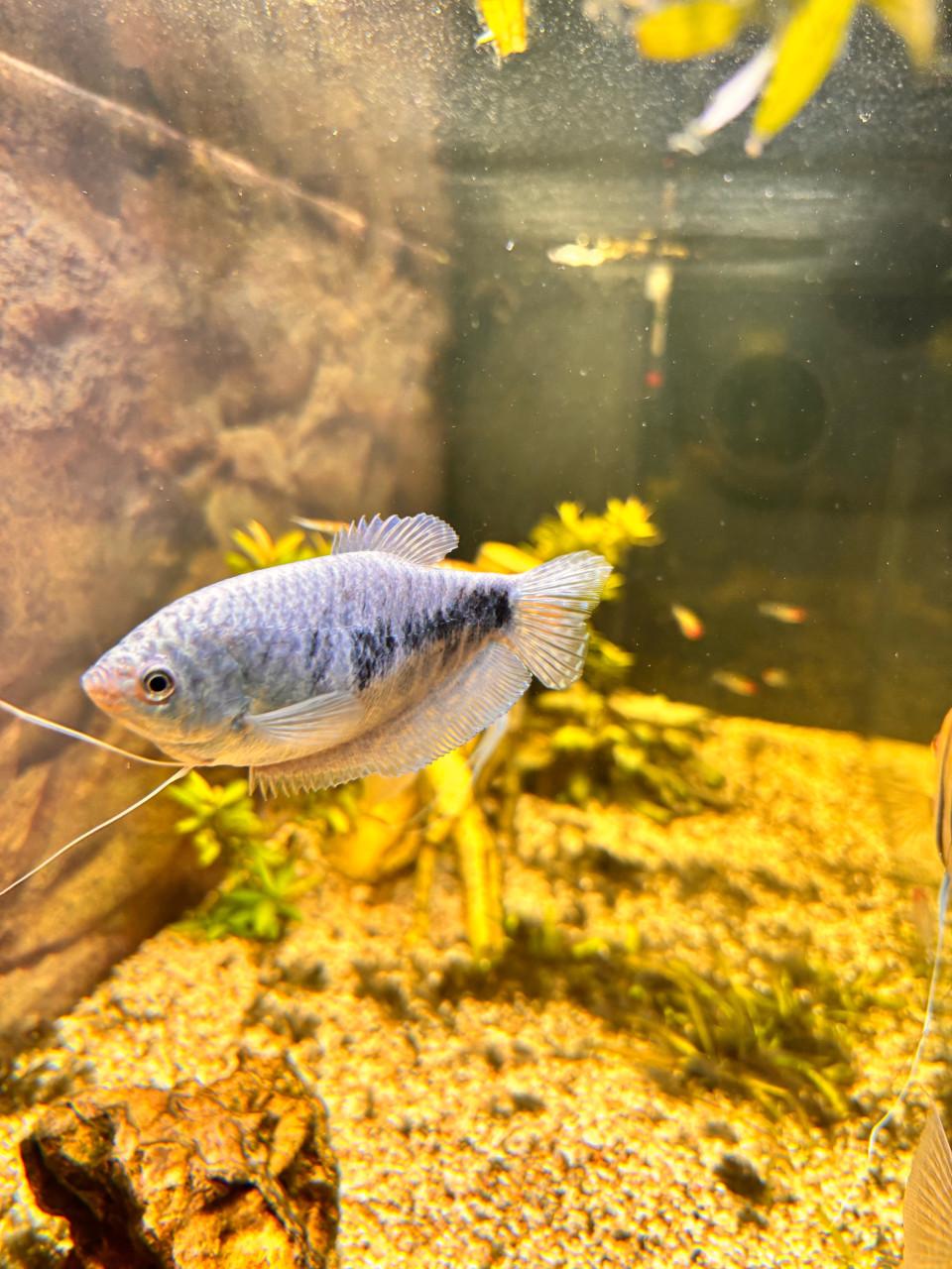 Marmer gourami