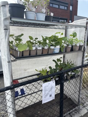Moestuin plantjes