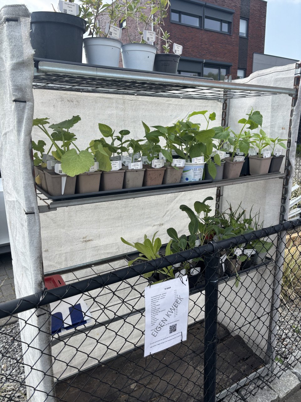 Moestuin plantjes