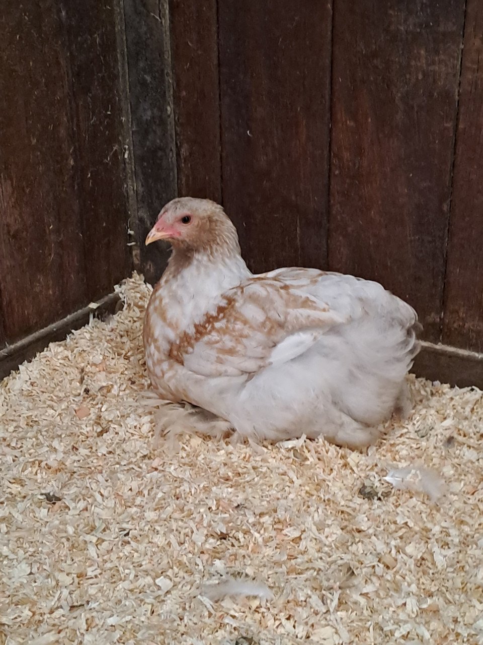 2 brahma hennen