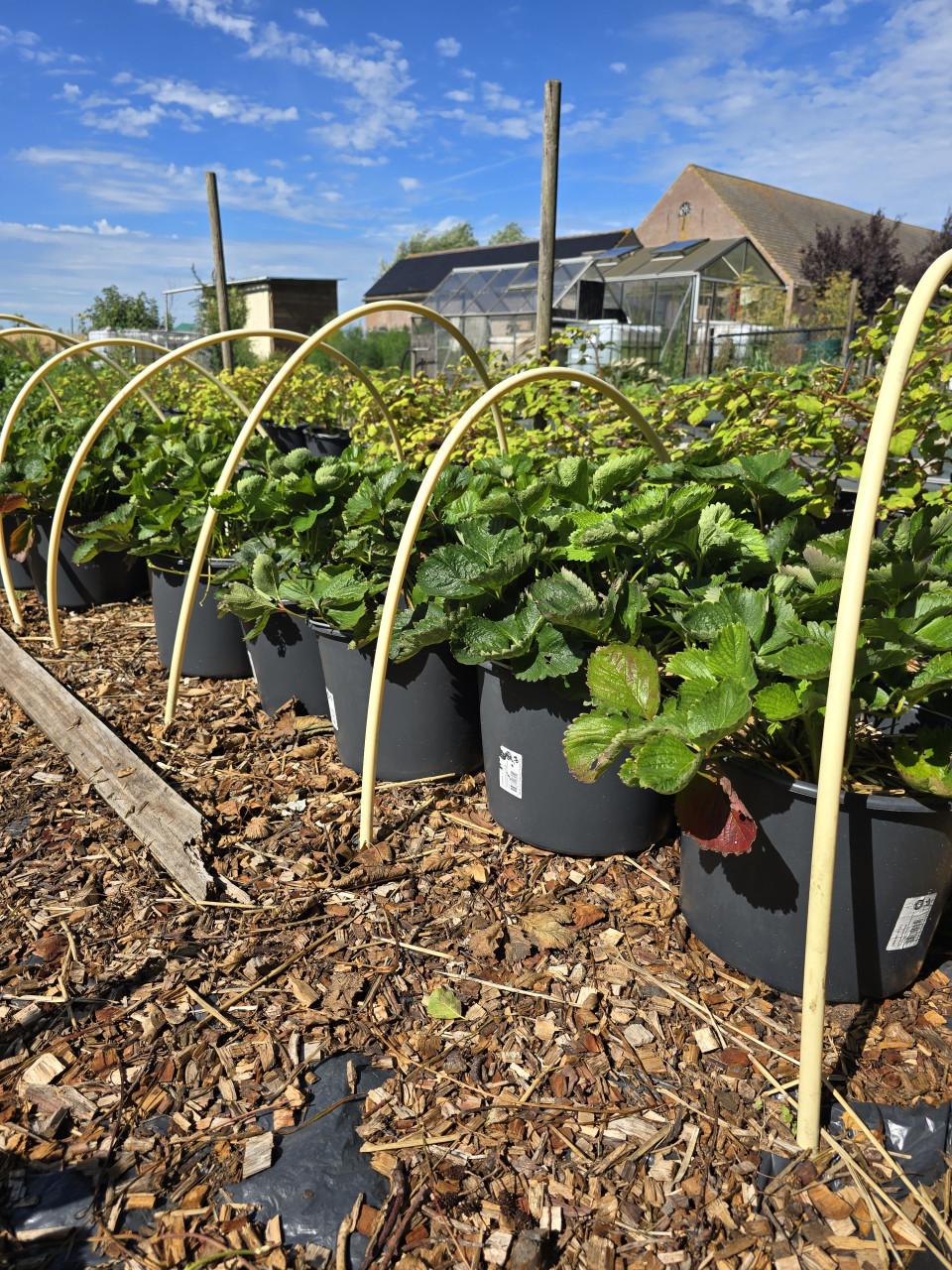 Moestuin  fruitplanten