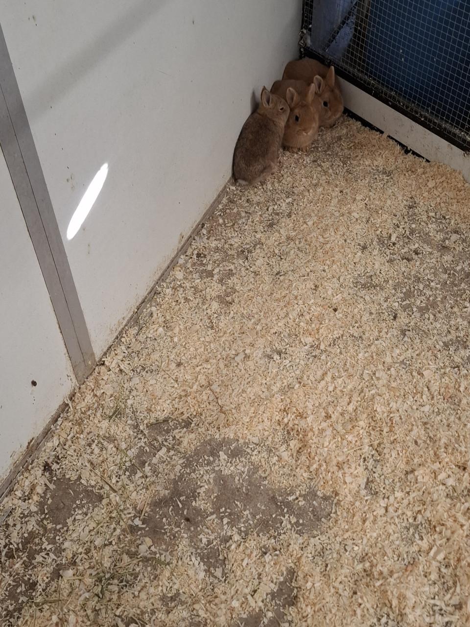 Jonge kleinblijvende dwergkonijntjes