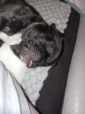 Te koop Franse Bulldog pup