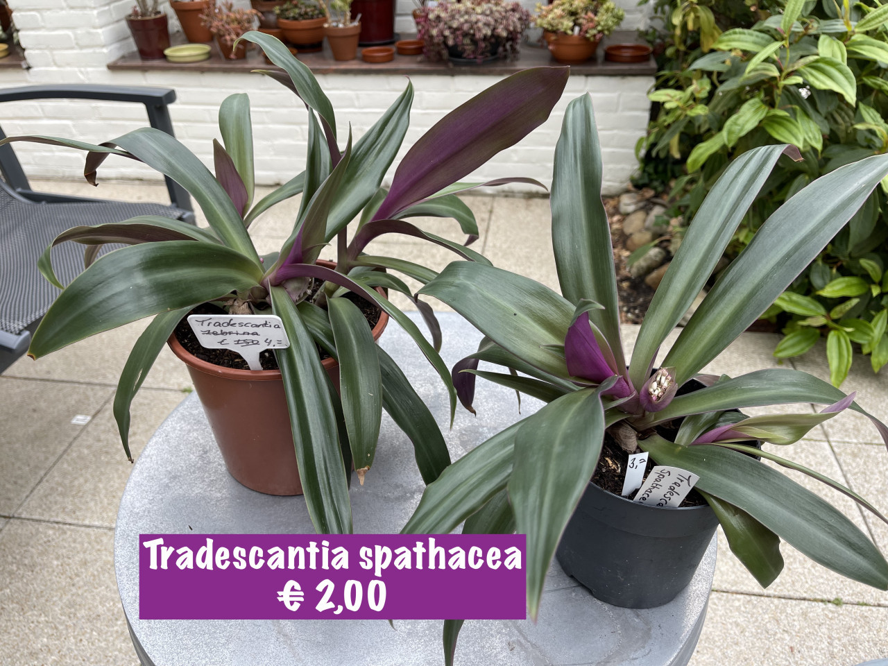 Kamerplanten en vetplanten te koop