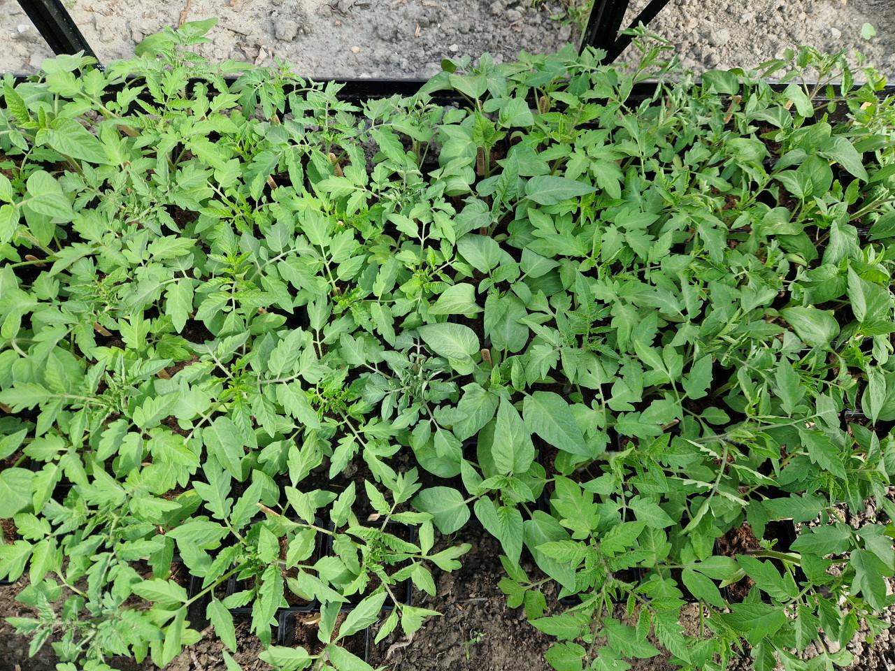 Prachtige tomatenplanten - verschillende soorten