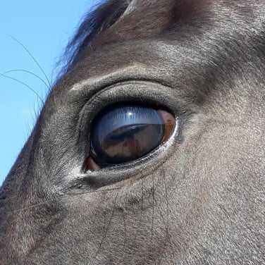 Familieopstellingen met paarden