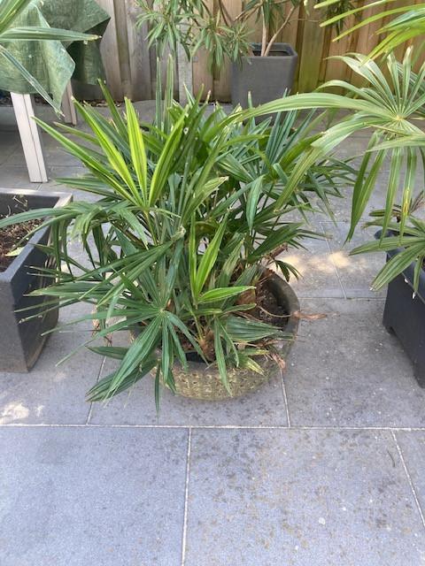 Chinese Waaierpalmen