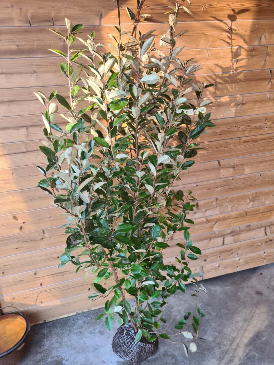 Olijfwilg planten vanuit de volle grond,nu weer te bestellen