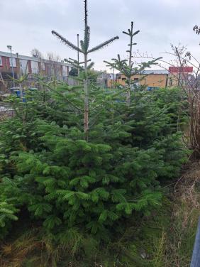 Nordman kerstbomen 15 euro