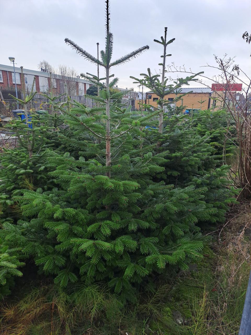 Nordman kerstbomen 15 euro