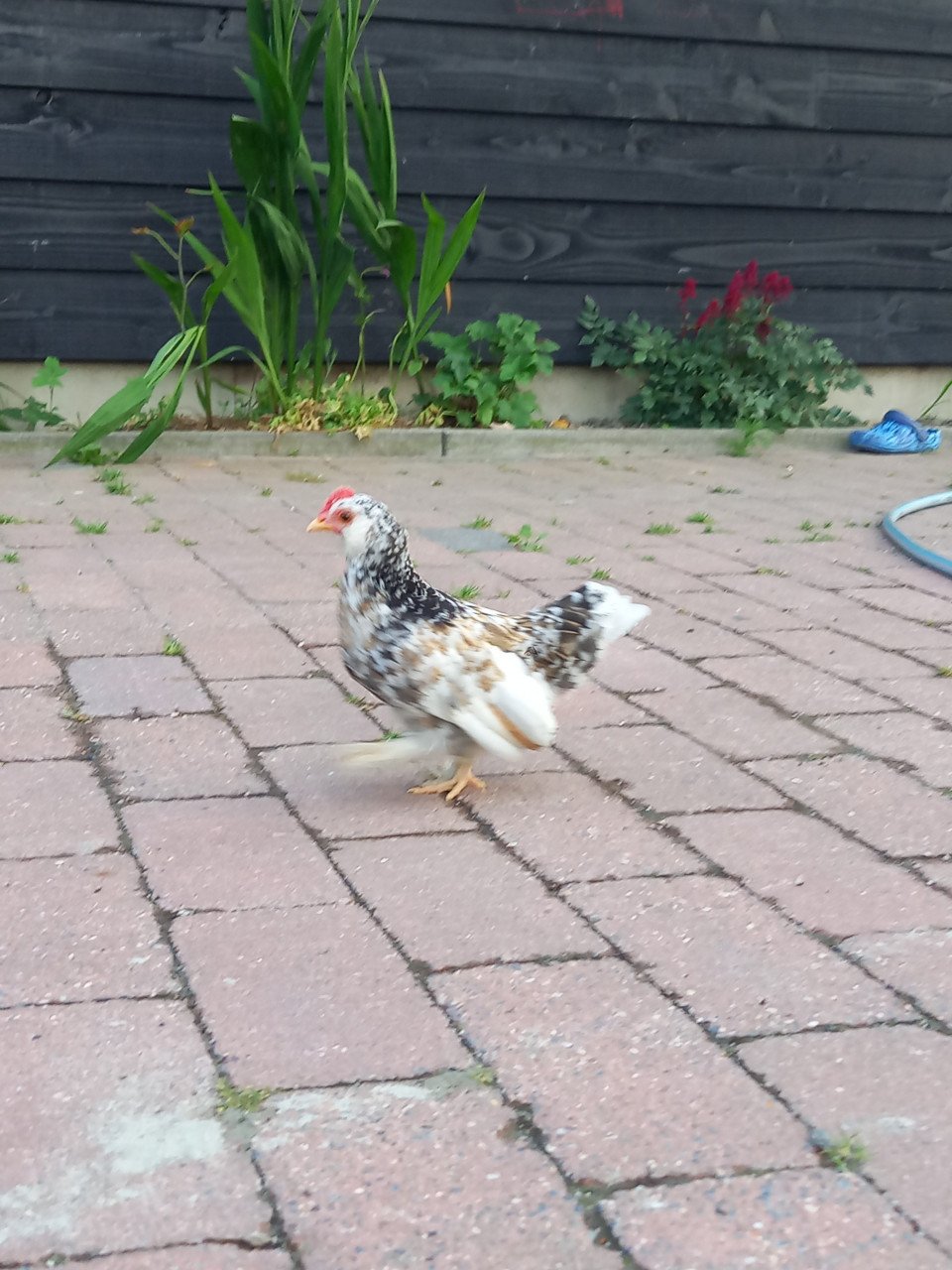 3 Ukkelse baardkriel kuikens