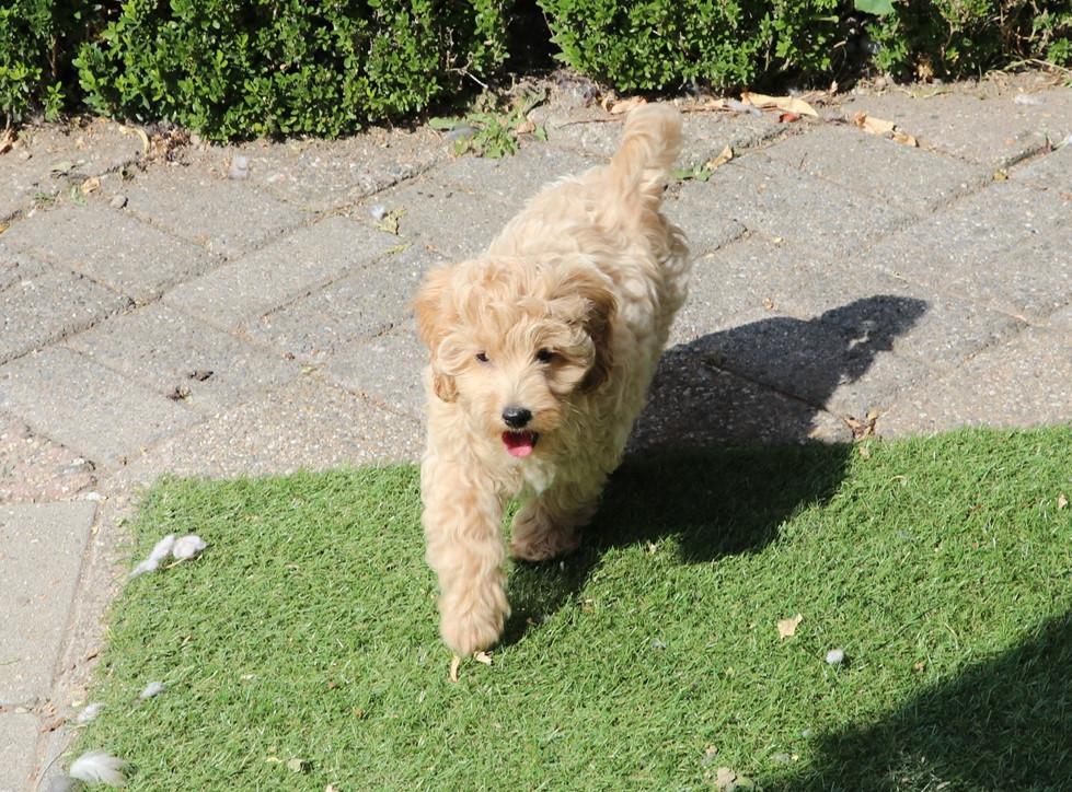 Super lieve vrolijke doodle dwerg/medium pups beschikbaar