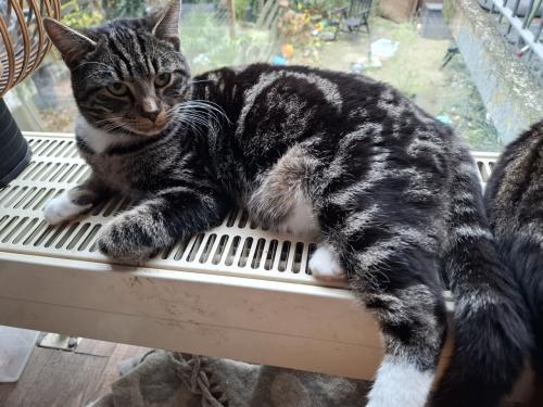 Lieve jonge kater geboren in Februari 2025