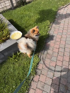 Pomeranian ( dwergkees/pomeriaan)