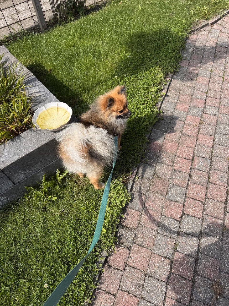 Pomeranian ( dwergkees/pomeriaan)