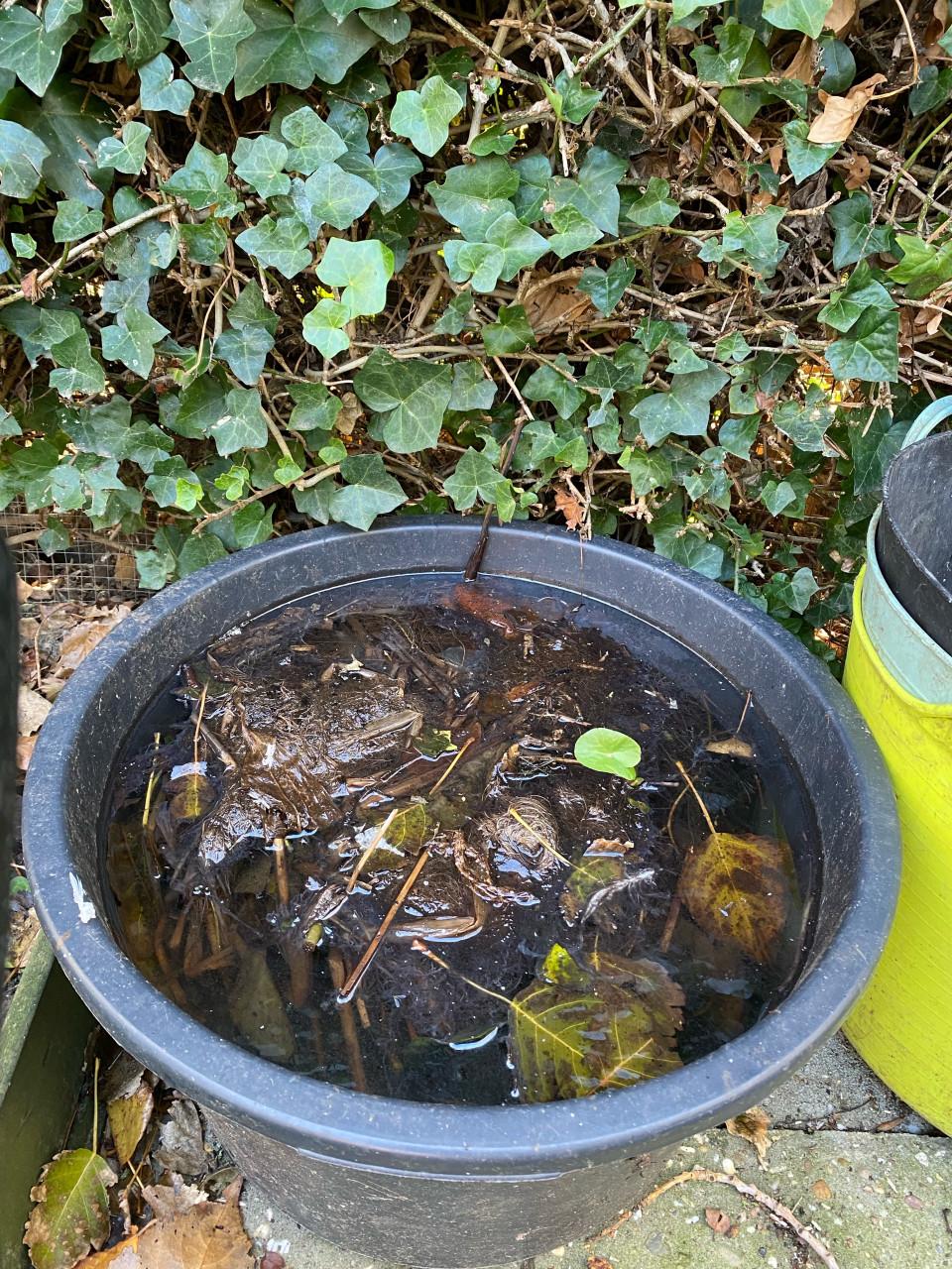 Emmer waterlelie stekken roze