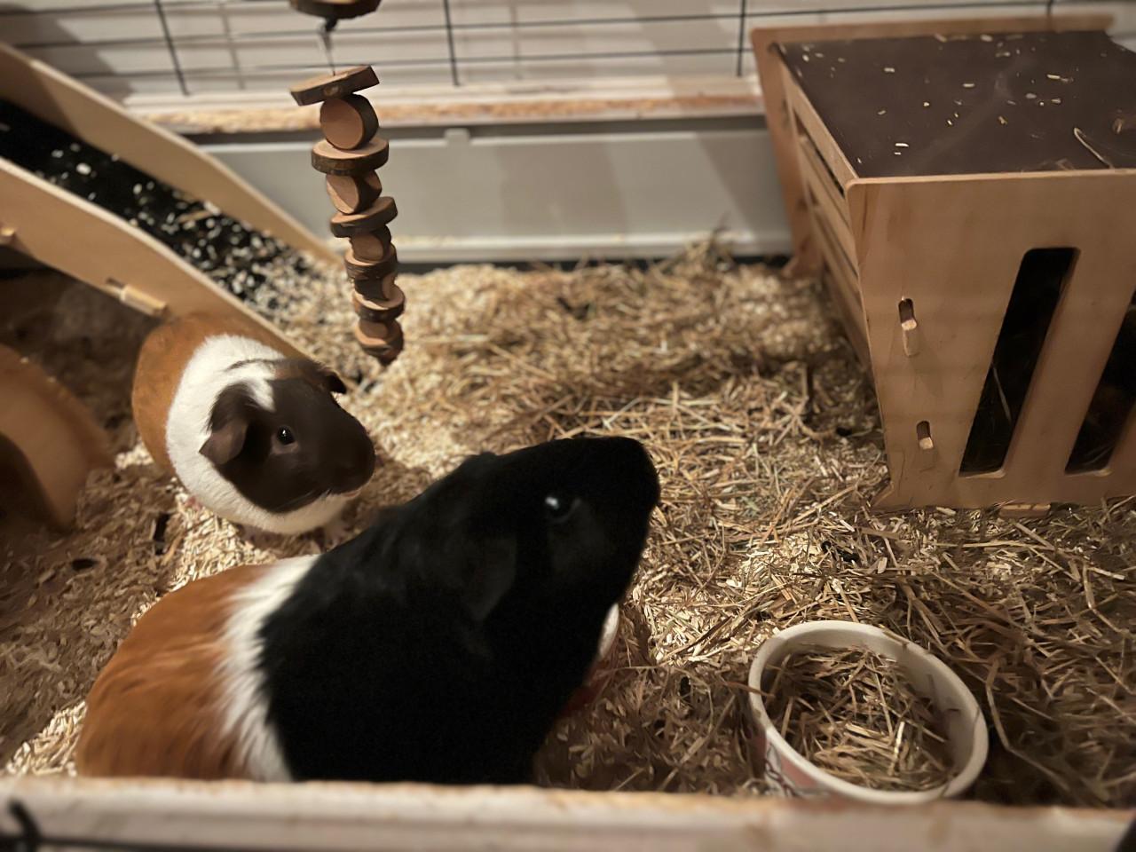 Cavia’s incl. hok en toebehoren