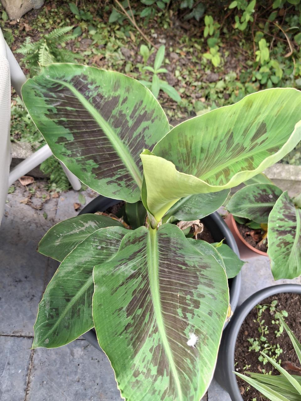 Bananenplant