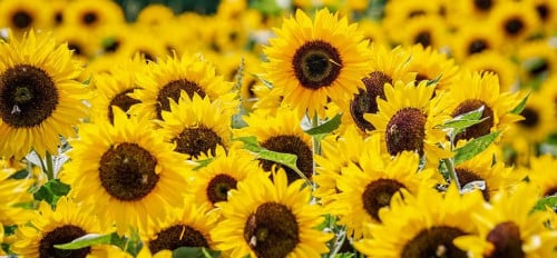 Biologisch groente/fruit/bloemen kweken in Middelburg